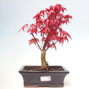 Venkovní bonsai - Javor dlanitolistý - Acer palmatum DESHOJO