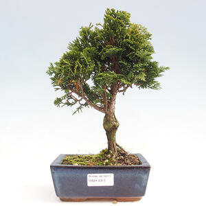 Venkovní bonsai - Cham.pis obtusa Nana Gracilis - Cypřišek