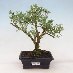 Pokojová bonsai - Serissa foetida Variegata - Strom tisíce hvězd