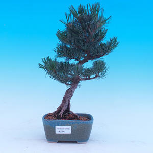 Venkovní bonsai -Borovice  drobnokvětá - Pinus parviflora glauca