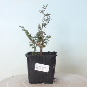 Keramická bonsai miska 17 x 17 x 5 cm, barva hnědá