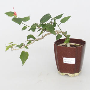 Pokojová bonsai - malokvětý ibišek