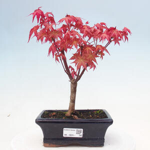 Venkovní bonsai - Javor dlanitolistý - Acer palmatum DESHOJO