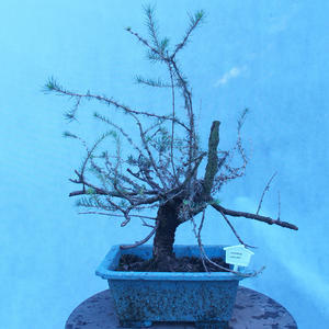 Yamadori - Modřín opadavý - Larix decidua
