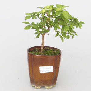 Pokojová bonsai - Hořcový stromek-Solanum rantonnetii