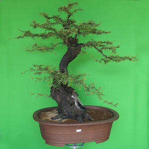 Pokojová bonsai - Akacia Arabica