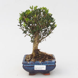 Venkovní bonsai - Pinus parviflora Glauca - Borovice