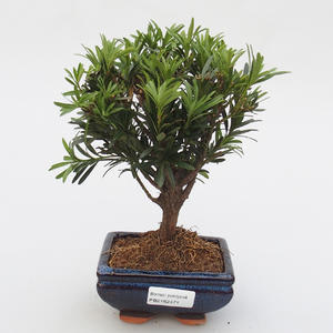 Venkovní bonsai - Pinus parviflora Glauca - Borovice
