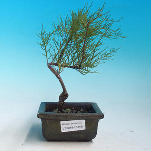 Venkovní bonsai - Tamaris parviflora Tamaryšek malolistý