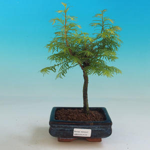 Venkovní bonsai - Tisovec dvouřadý