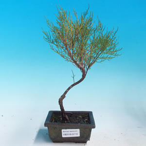 Venkovní bonsai - Tamaris parviflora Tamaryšek malolistý