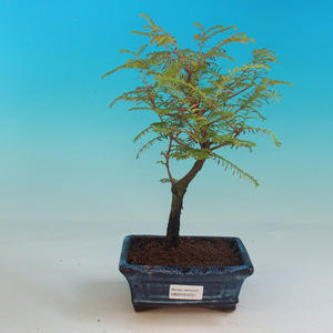 Venkovní bonsai - Tisovec dvouřadý