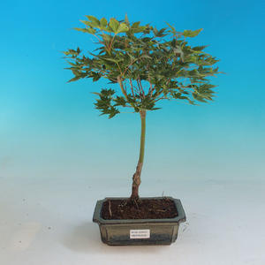Venkovní bonsai-Acer palmatum Aureum - Javor dlanitolistý zlatý