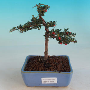 Venkovní bonsai-Cotoneaster-Skalník