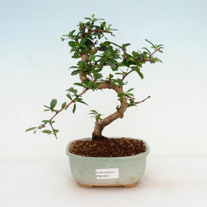 Pokojová bonsai - Carmona macrophylla - Čaj fuki