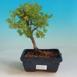 Venkovní bonsai-Mochna křovitá - Dasiphora fruticosa žlutá