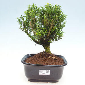 Pokojová bonsai - Buxus harlandii -korkový buxus