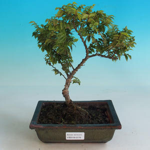 Venkovní bonsai-Ulmus Elegantissima Jack. Hillier-Jílm elegantí