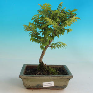 Venkovní bonsai-Ulmus Elegantissima Jack. Hillier-Jílm elegantí