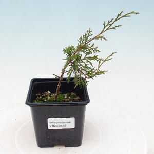Keramická bonsai miska 12,5 x 12,5 x 5 cm, barva zelená