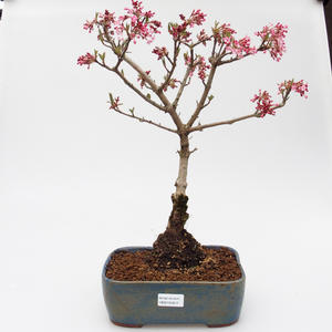 Venkovní bonsai Viburnum Fareri - Kalina