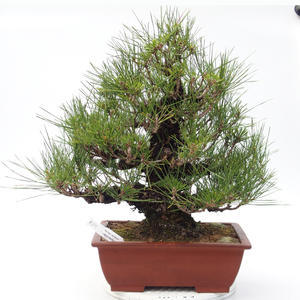 Pinus thunbergii Corticosa - Borovice thunbergova