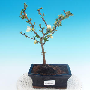 Venkovní bonsai - Chaenomeles superba jet trail -Kdoulovec bílý