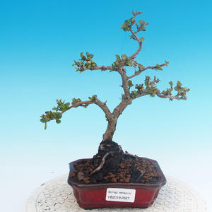 Venkovní bonsai - Chaenomeles superba jet trail -Kdoulovec bílý