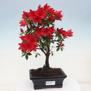 Venkovní bonsai - Japonská azalka - Azalea sp.