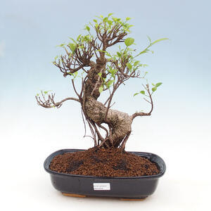 Keramická bonsai miska 9,5 x 9,5 x 8,5 cm, barva modrá