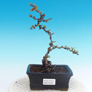 Venkovní bonsai - Chaneomeles japonica - Kdoulovec japonský