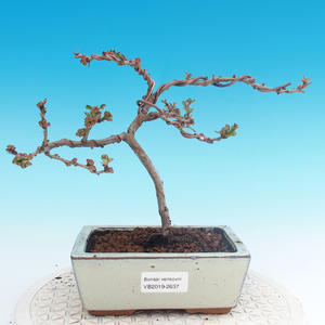 Venkovní bonsai - Chaneomeles japonica - Kdoulovec japonský