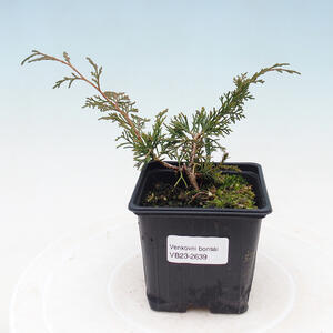 Venkovní bonsai - Zlatice - Forsythia intermedia Week End