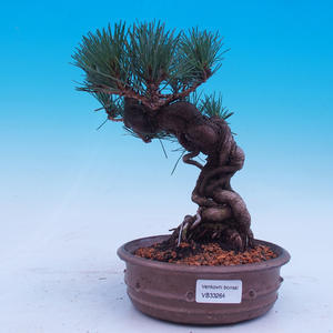 Venkovní bonsai -Borovice Thungergova - Pinus thunbergii