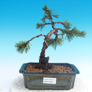 Venkovní bonsai - Pinus mugo Humpy  - Borovice kleč