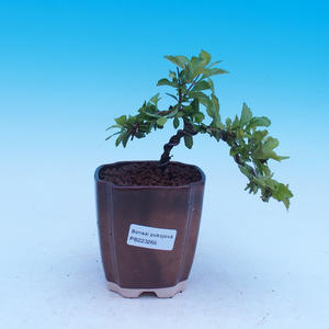 Venkovní bonsai -Borovice Thungergova - Pinus thunbergii