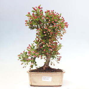 Venkovní bonsai - Malus sargentii -  Maloplodá jabloň