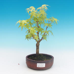 Venkovní bonsai-Acer palmatum Sango Koku- Javor dlanitolistý