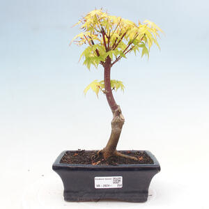 Venkovní bonsai - Acer pal. Sango Kaku - Javor dlanitolistý