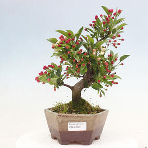 Venkovní bonsai - Malus sargentii -  Maloplodá jabloň