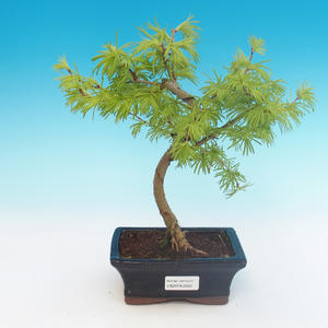 Venkovní bonsai - Pseudolarix amabilis - Pamodřín