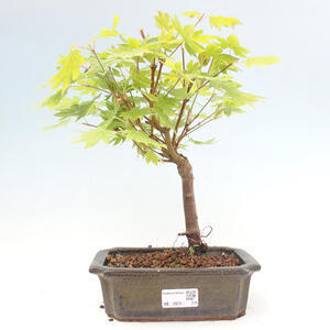 Venkovní bonsai - Javor palmatum katsura GISAN - Javor dlanitolistý