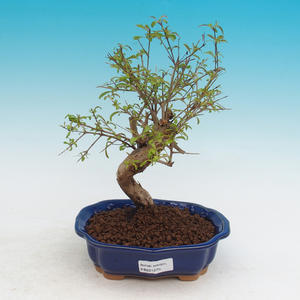 Pokojová bonsai-PUNICA granatum nana-Granátové jablko