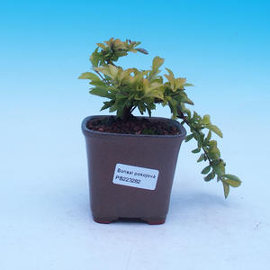 Venkovní bonsai-Quercus suber-Korkový dub