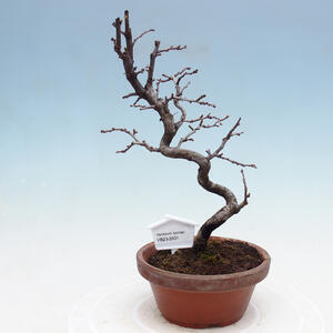 Venkovní bonsai - Pinus sylvestris Watereri  - Borovice lesní VB2019-26831