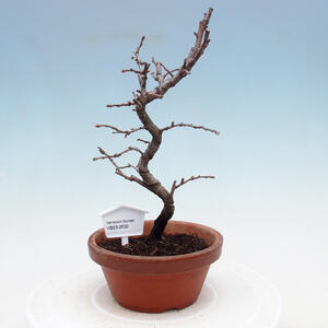 Venkovní bonsai - Pinus sylvestris Watereri  - Borovice lesní VB2019-26832