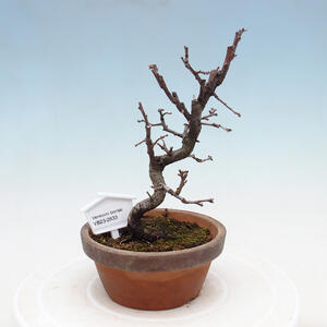 Venkovní bonsai - Pinus sylvestris Watereri  - Borovice lesní VB2019-26833