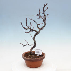 Venkovní bonsai - Pinus sylvestris Watereri  - Borovice lesní VB2019-26834