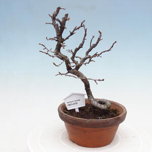 Venkovní  bonsai -  Chaneomeles chinensis - Kdoulovec čínsky