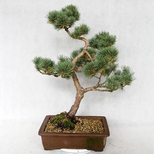 Venkovní bonsai - Pinus sylvestris Watereri  - Borovice lesní VB2019-26835